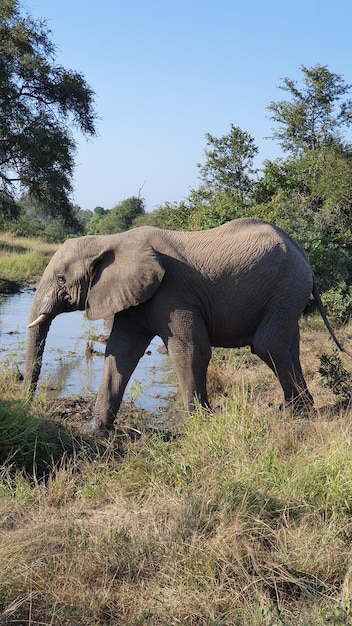 Elefante en un campo