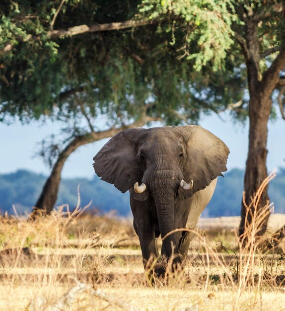 Foto elefante en un campo