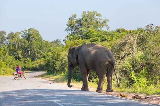 Elefante en la carretera