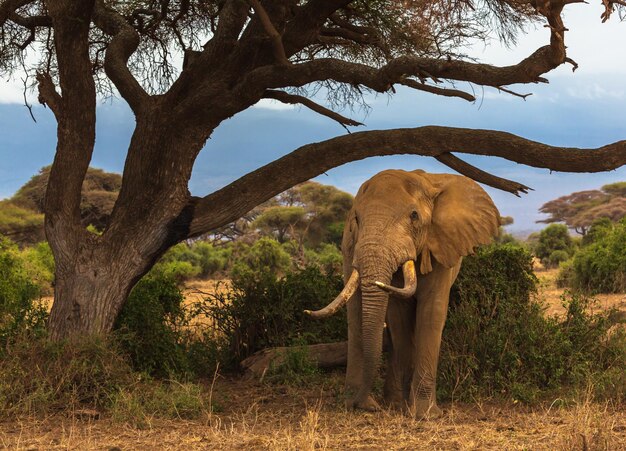 Elefante cerca del árbol en sabana. Parque nacional de Amboseli. Kenia