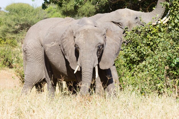 Elefante de cerca, el Parque Nacional Tarangire, Tanzania, África. Safari africano.