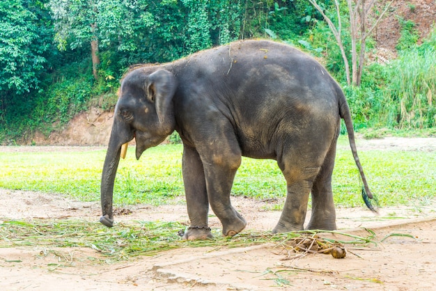 elefante en Chiang Mai, Tailandia