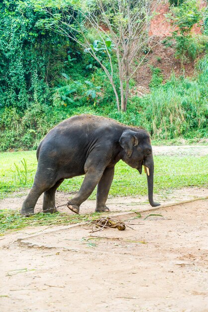 elefante en chiang mai, tailandia