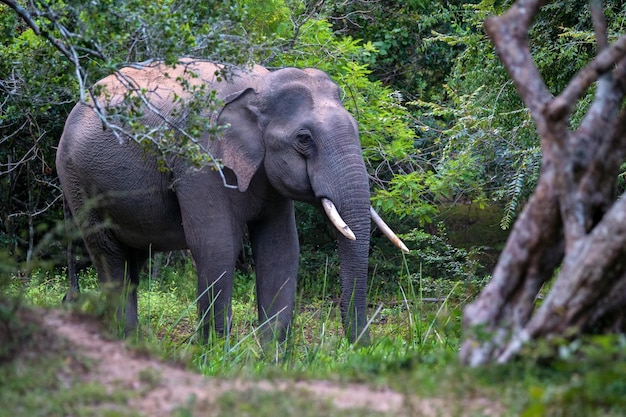 Elefante colmillo asiático o elephas maximus en la selva salvaje