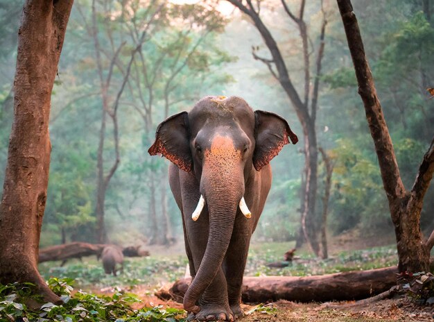 Un elefante con colmillos está de pie en el bosque