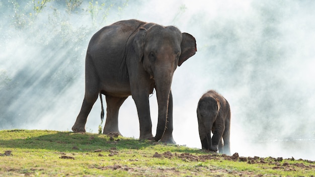 Elefante com filho caminhando juntos na grama verde.