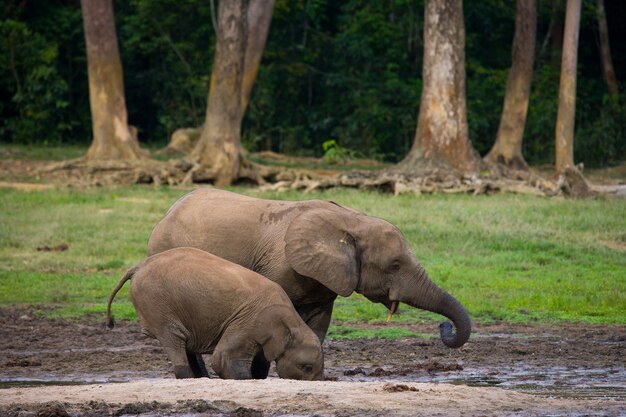 Elefante com um bebê