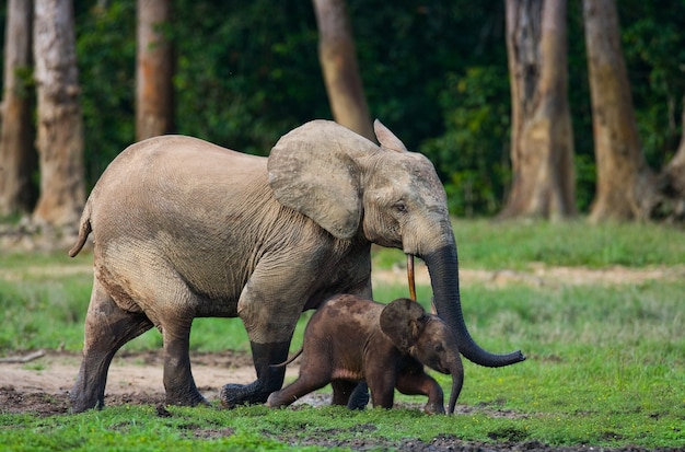 Elefante com um bebê