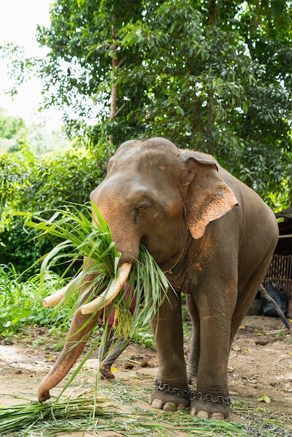 Elefante come hierba en el zoológico