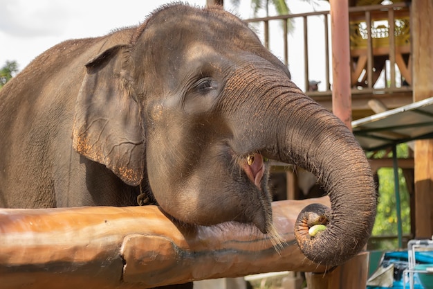 Elefante come pepino en el zoológico