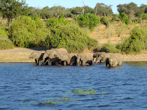 Elefante en la costa del río Zambezi, Botswana, África