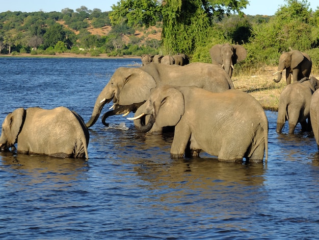 El elefante en la costa del río Zambezi, Botswana, África