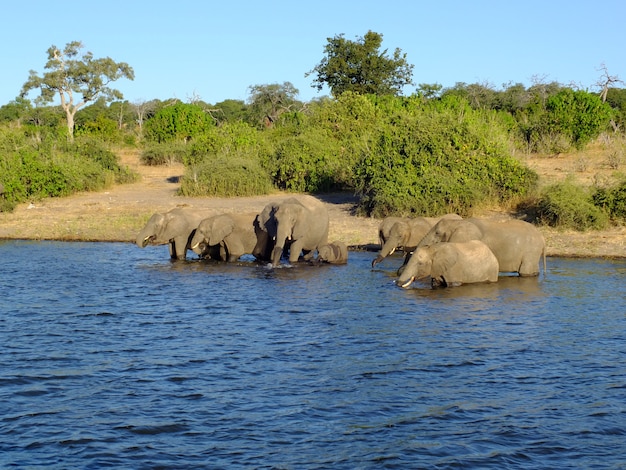 El elefante en la costa del río Zambezi, Botswana, África