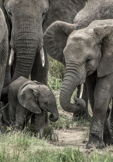 Elefante y cría en el Parque Nacional del Serengeti