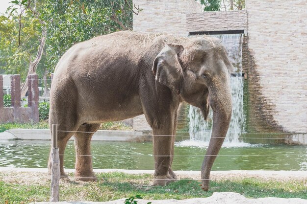 Foto elefante de pé em um campo