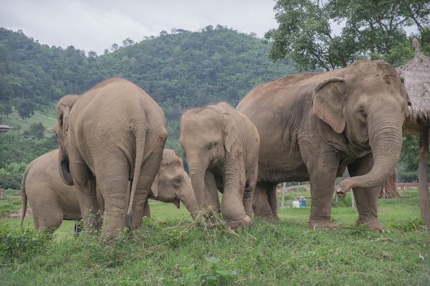 Foto elefante de pé no campo contra o céu