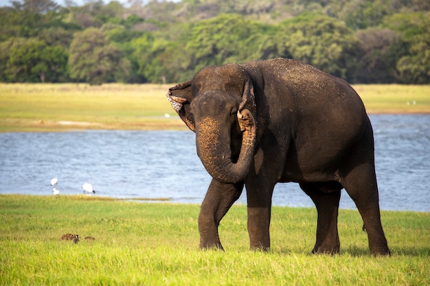 Elefante do Sri Lanka no Parque Nacional Minneriya