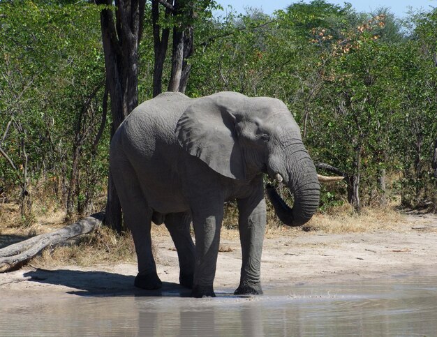 Foto elefante em botsuana