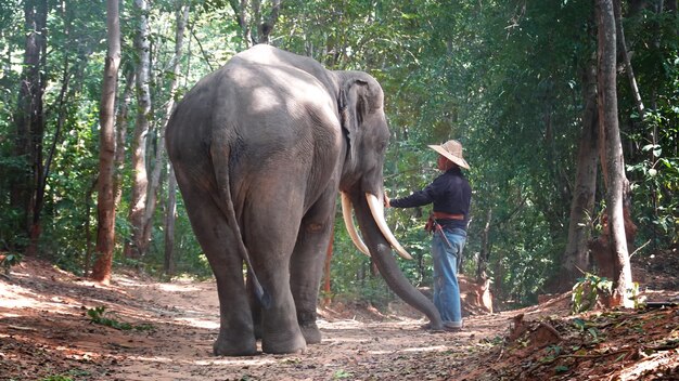 Elefante em silhueta no fundo de Sunsetelephant thai em surin tailândia