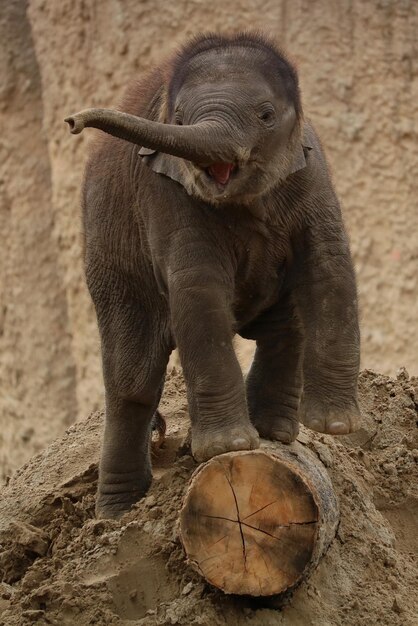 Foto elefante em terra