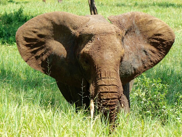 Elefante em um campo gramado