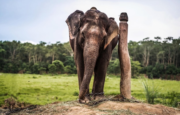 Elefante encadenado a pilar de madera Nepal