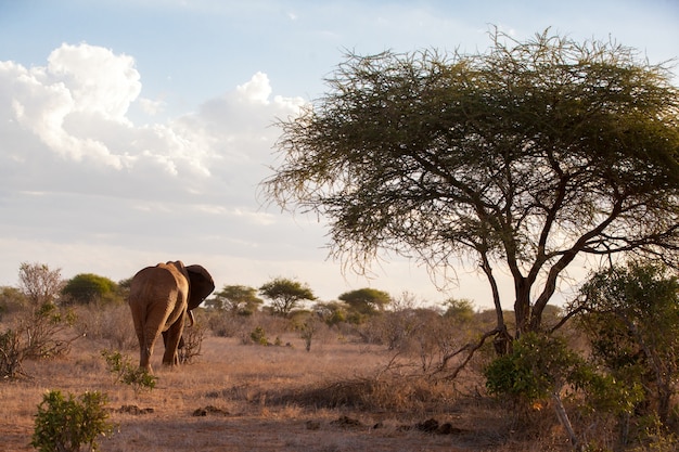 Elefante está indo para a savana