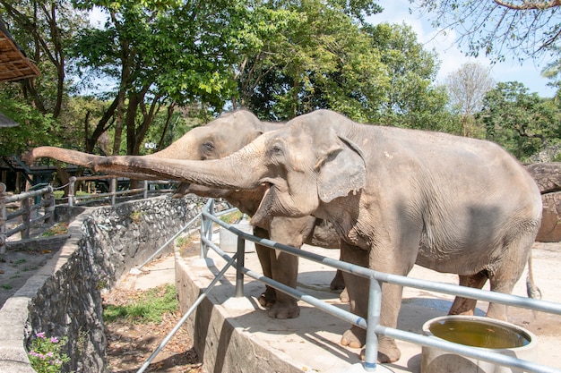 El elefante está levantando sus troncos para la comida