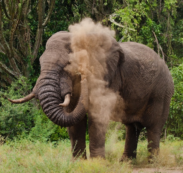 El elefante está tirando el polvo.