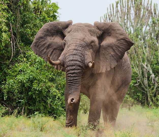 El elefante está tirando el polvo.