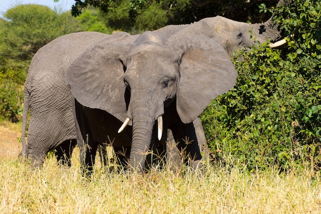 Elefante fecha o Parque Nacional de Tarangire Tanzânia