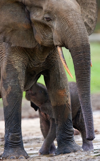 Elefante fêmea com um bebê. República Centro-Africana. República do Congo. Reserva Especial Dzanga-Sangha.