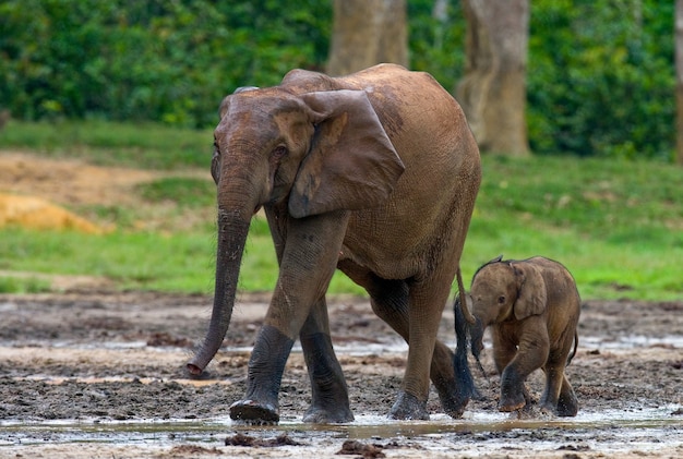 Elefante fêmea com um bebê. República Centro-Africana. República do Congo. Reserva Especial Dzanga-Sangha.