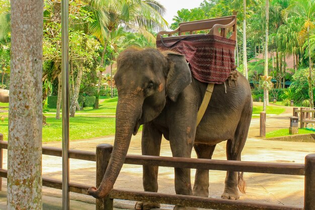 Elefante fofo no safari park em Bali