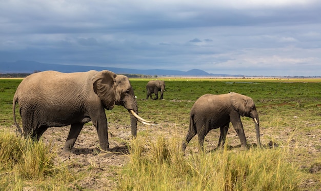 Elefante grande e seu bebê indo para a savana. Parque Nacional de Amboseli. Quênia