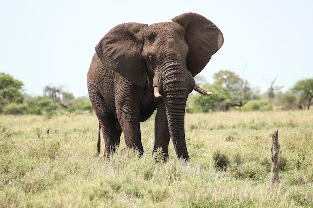 Elefante grande em um campo