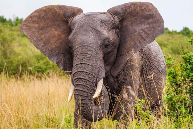 Elefante grande Kenia Parque Nacional África