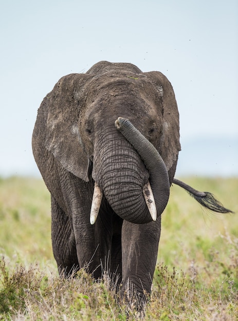 Elefante grande na savana