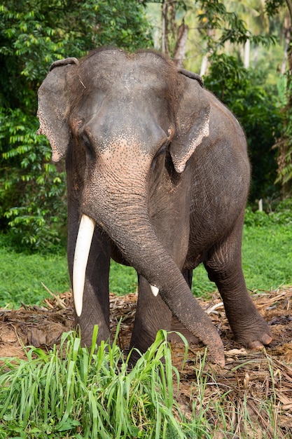Elefante grande en la selva Tailandia