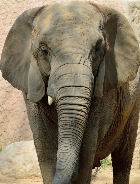 Foto un elefante grande con una trompa en el suelo