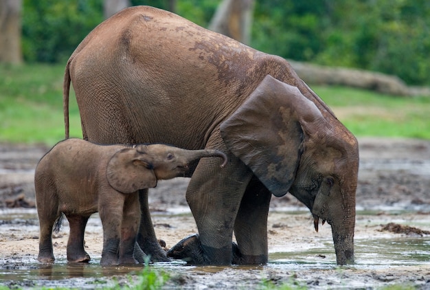 Elefante hembra con un bebé. República Centroafricana. República del Congo. Reserva especial Dzanga-Sangha.