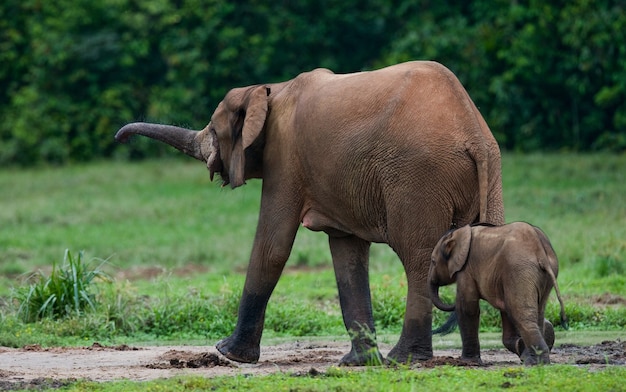 Elefante hembra con un bebé. República Centroafricana. República del Congo. Reserva especial Dzanga-Sangha.