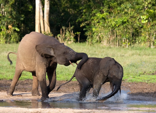 Elefante hembra con un bebé