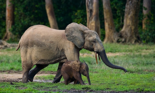 Elefante hembra con un bebé