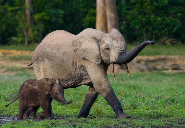 Elefante hembra con un bebé