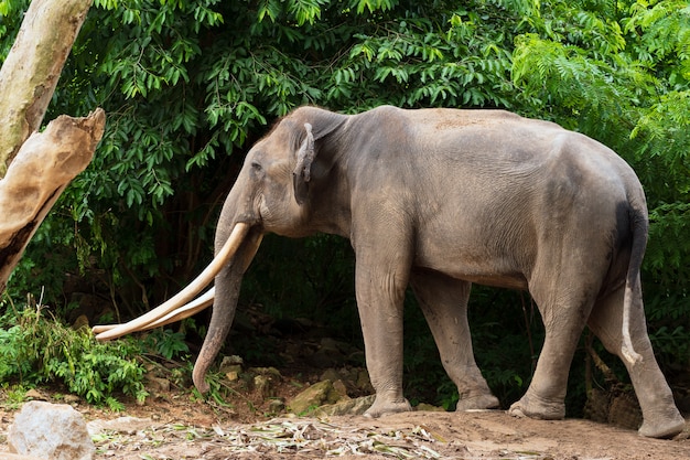 Elefante indio en el bosque.