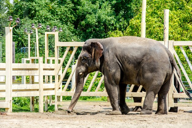 el elefante indio Elephas maximus indicus está solo en su área de exhibición en el zoológico