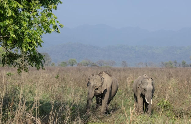 Elefante indio (Elephas maximus indicus) en la selva del parque nacional de Jim Corbett.