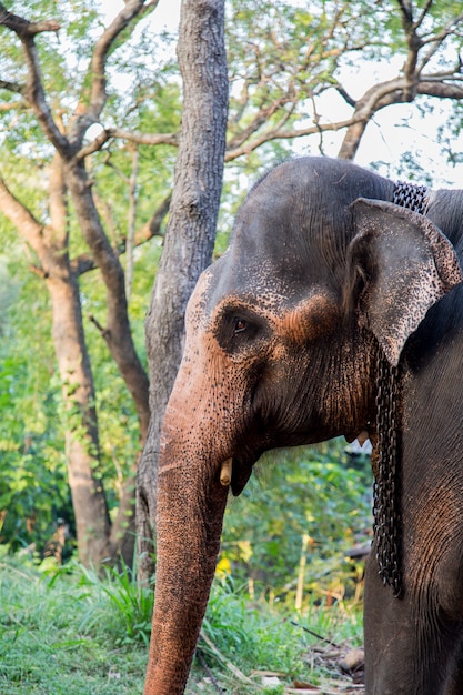 Elefante indio