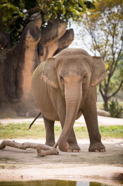 El elefante joven va a beber agua y tomar un baño en un día soleado y caluroso.